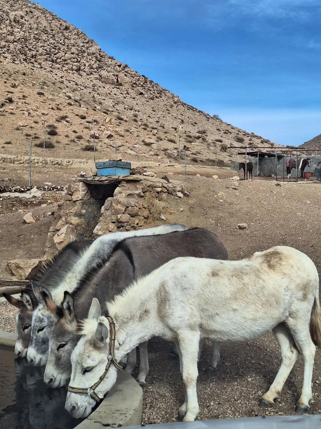 شیر اُلاق|خوردنی و آشامیدنی|مهدی شهر, |دیوار