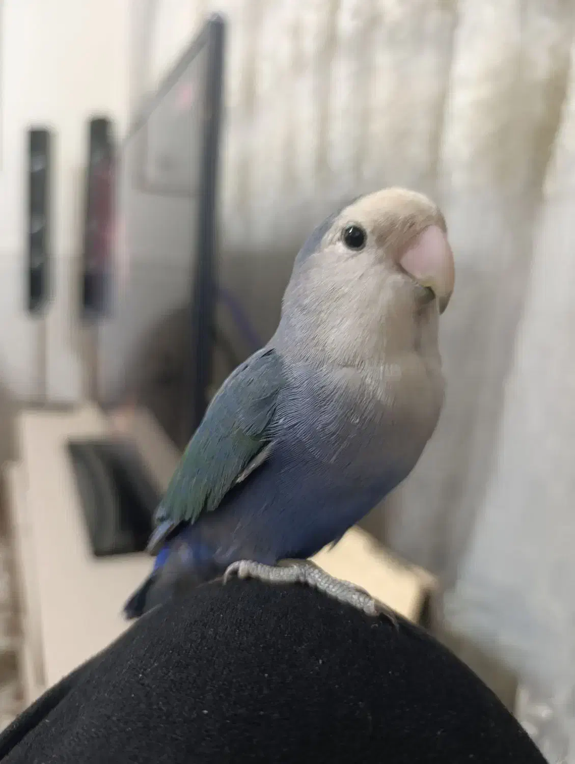 طوطی گم شده|حیوانات|ری, جوانمرد قصاب|دیوار