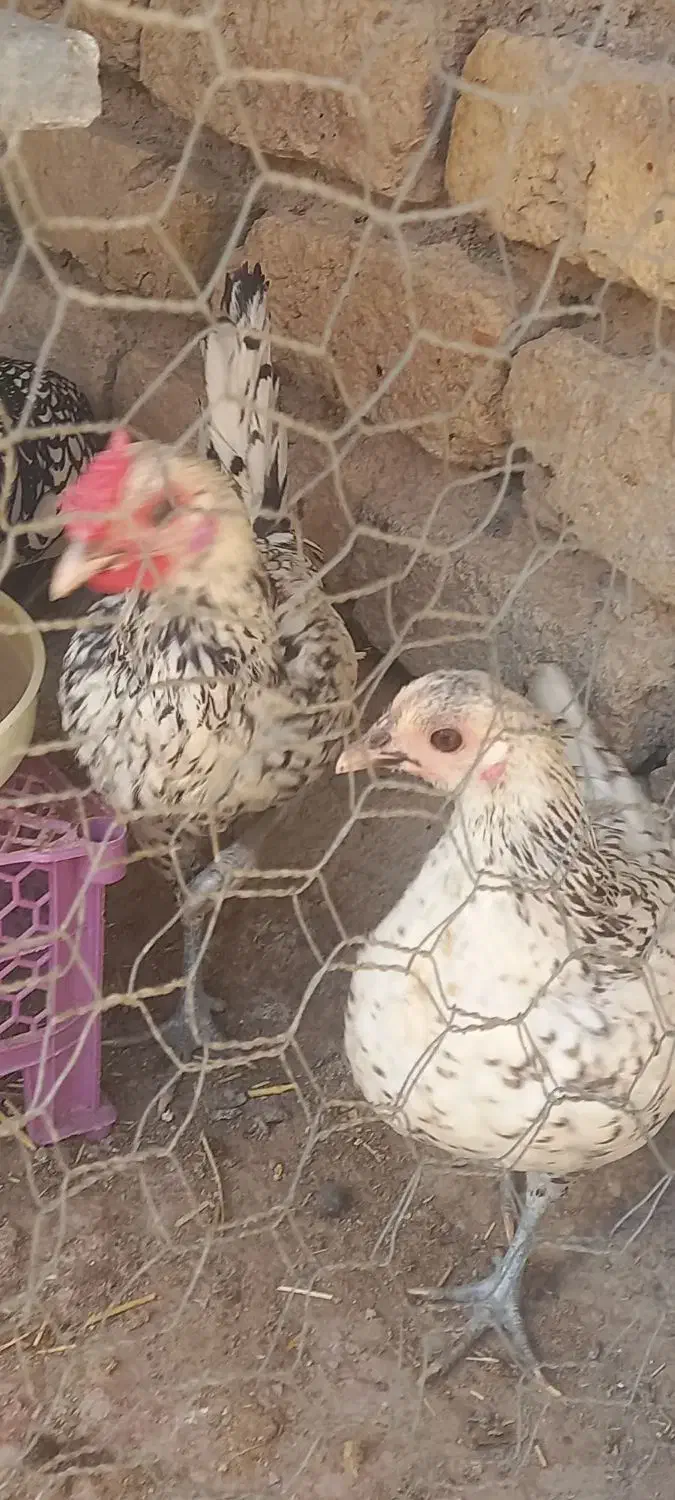 مرغ وخروس سیبرایت مینیاتوری|حیوانات مزرعه|قیدار, |دیوار