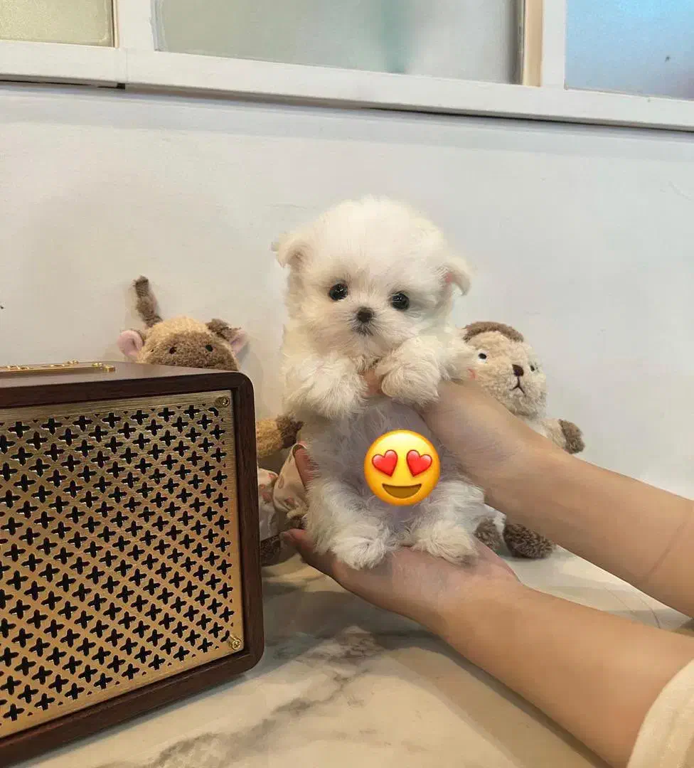 تخفیف ویژه سگ های اپارتمانی پودل مالتیز|سگ|تهران, نجات اللهی|دیوار