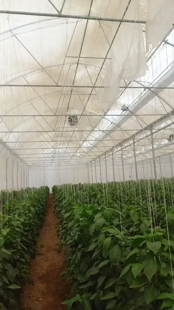 کارگر گلخانه تیران کرون|استخدام سرایداری و نظافت|نجف‌آباد, حومه نجف آباد|دیوار