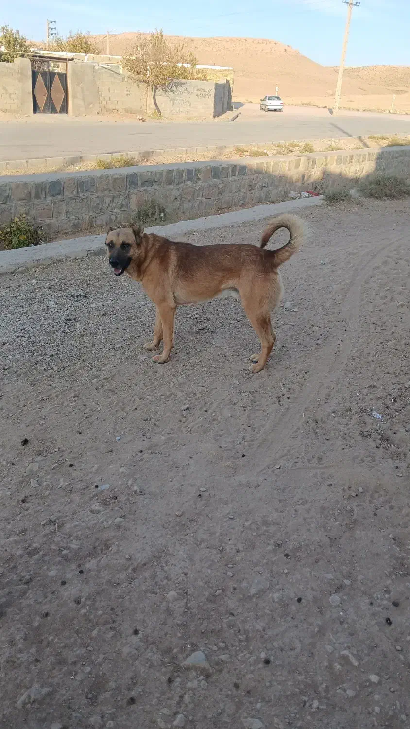 سگ گله ای|سگ|قیدار, |دیوار