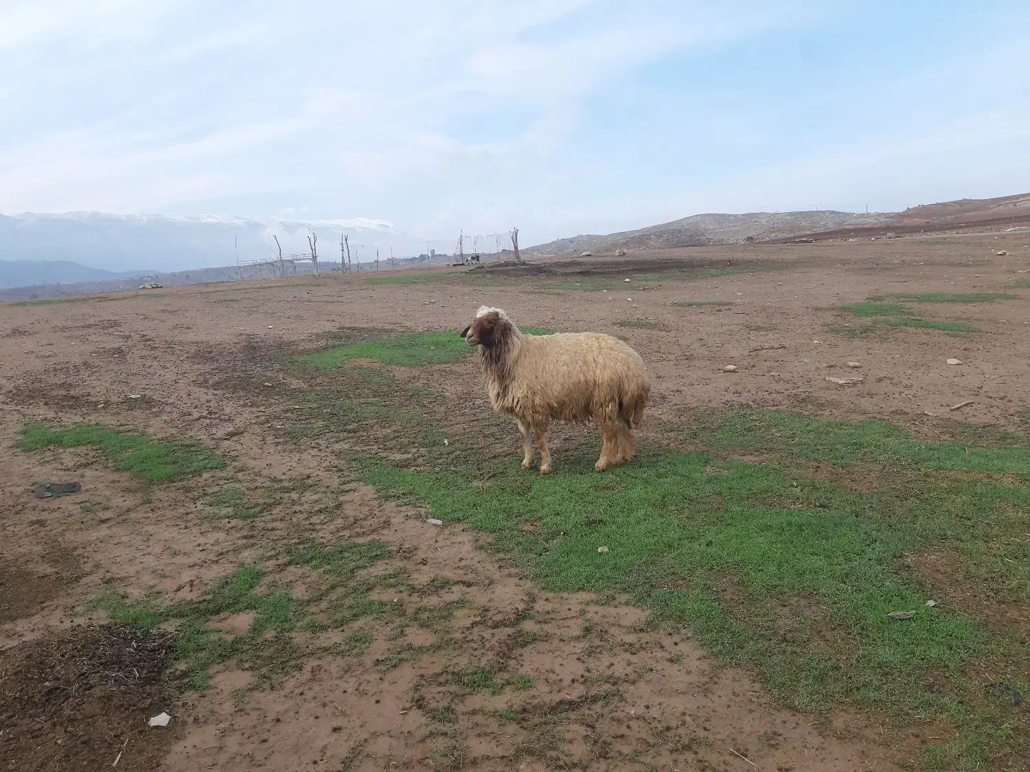 شک ورن داشتی|حیوانات مزرعه|بدره, |دیوار