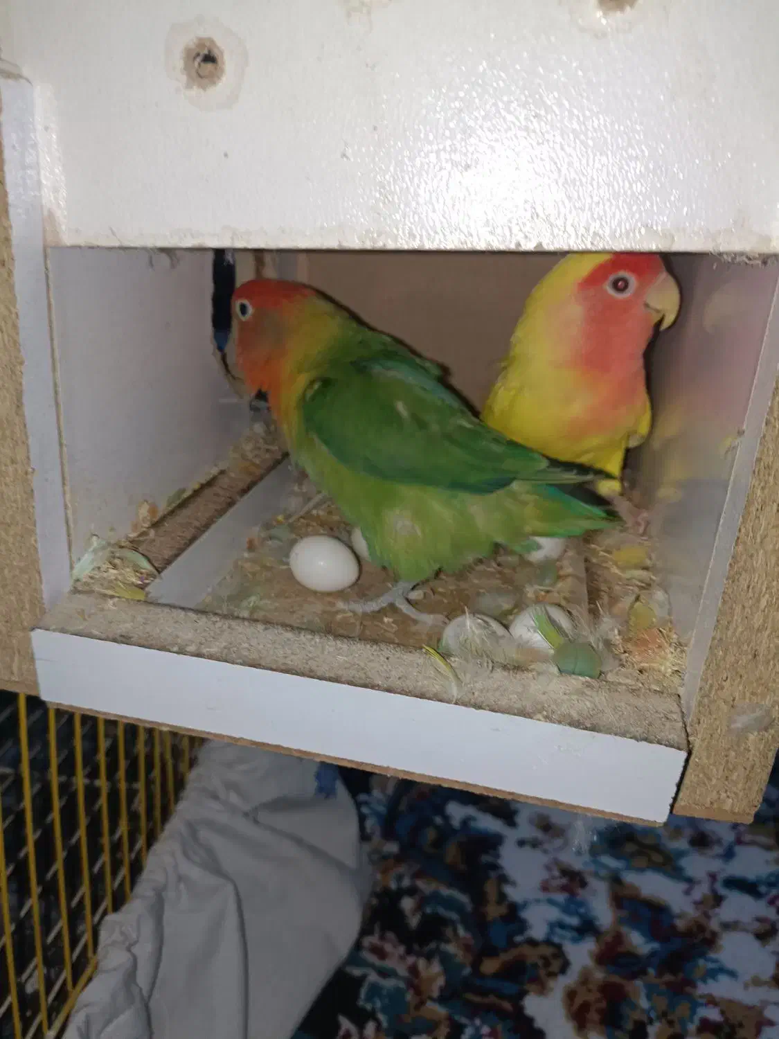 طوطی برزیلی|پرنده|شوش, |دیوار