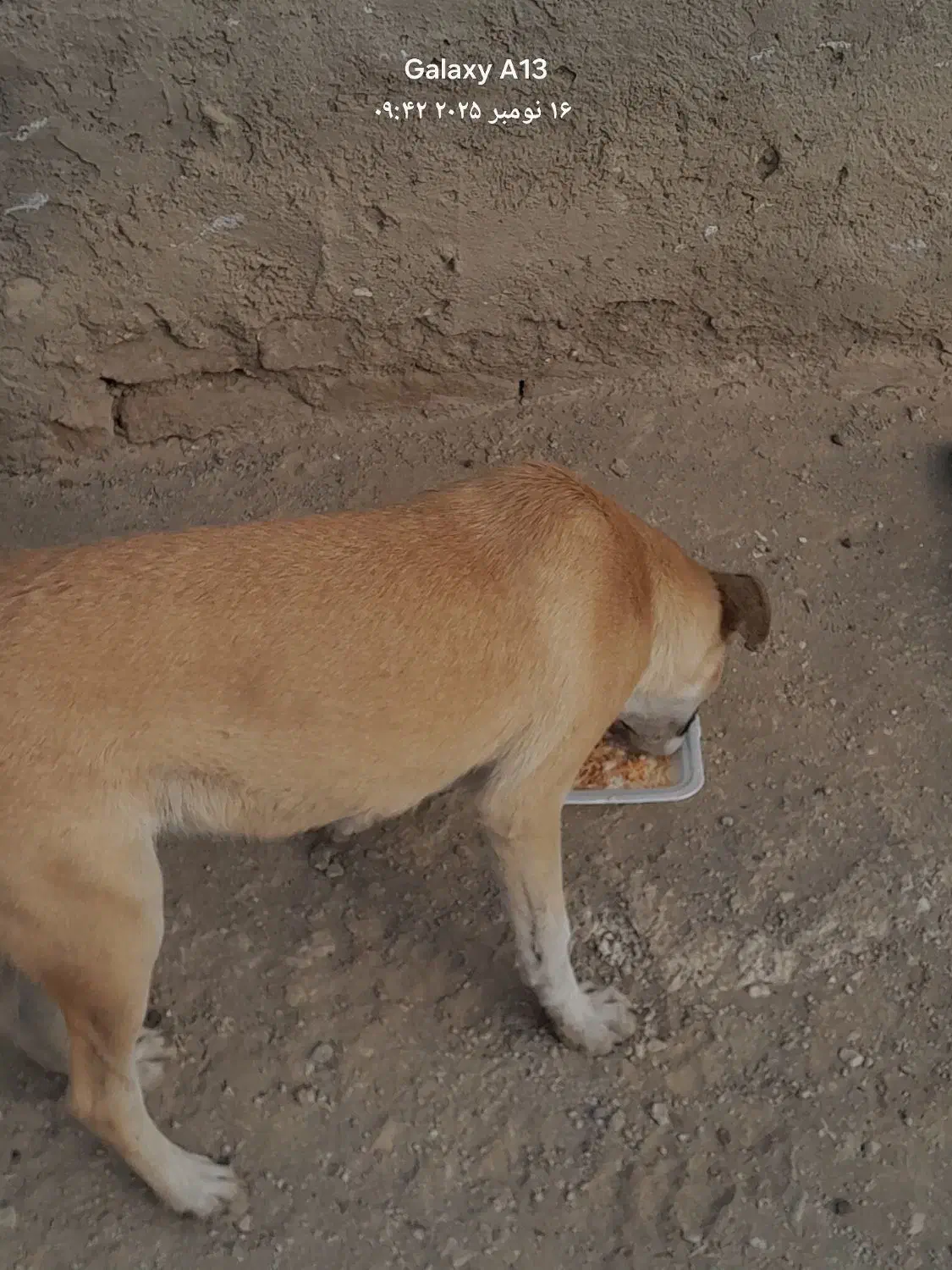 واگذاری طوله ۶ ماهه|سگ|تهران, هفده شهریور|دیوار