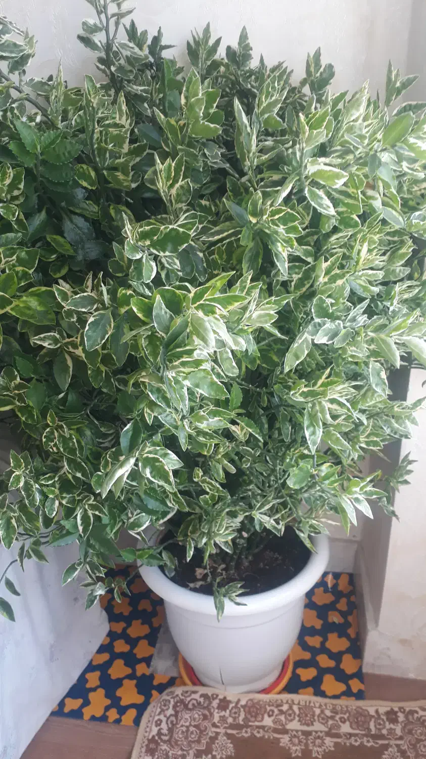 گل طبیعی وشاداب|گل و گیاه طبیعی|سنندج, |دیوار