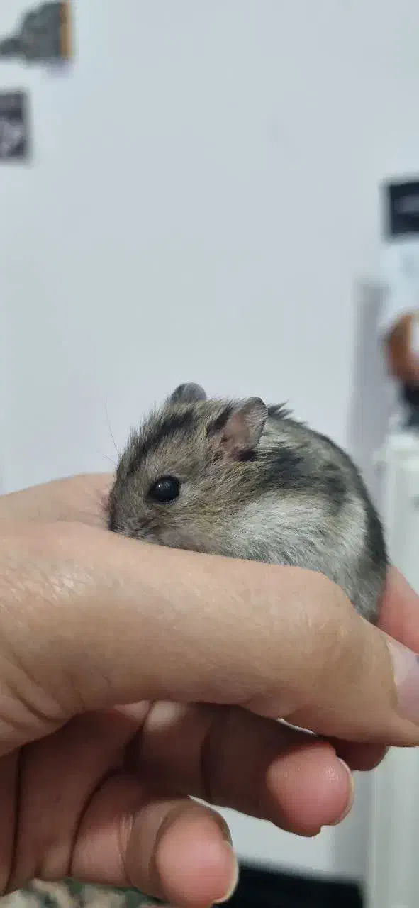 همستر کمپل|موش و خرگوش|قم, پردیسان|دیوار