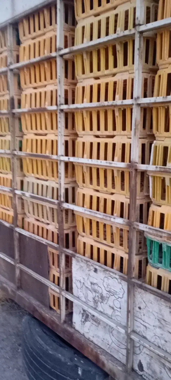 قفس مرغ زنده|فروشگاه و مغازه|باسمنج, |دیوار