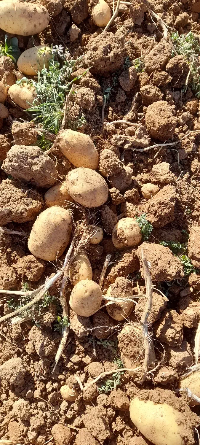 سیب جلی وبامبا|عمده‌فروشی|حسن آباد, |دیوار