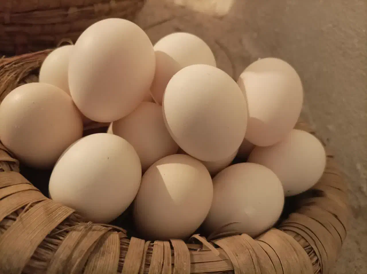 تخم مرغ گلین|حیوانات مزرعه|یزد, |دیوار