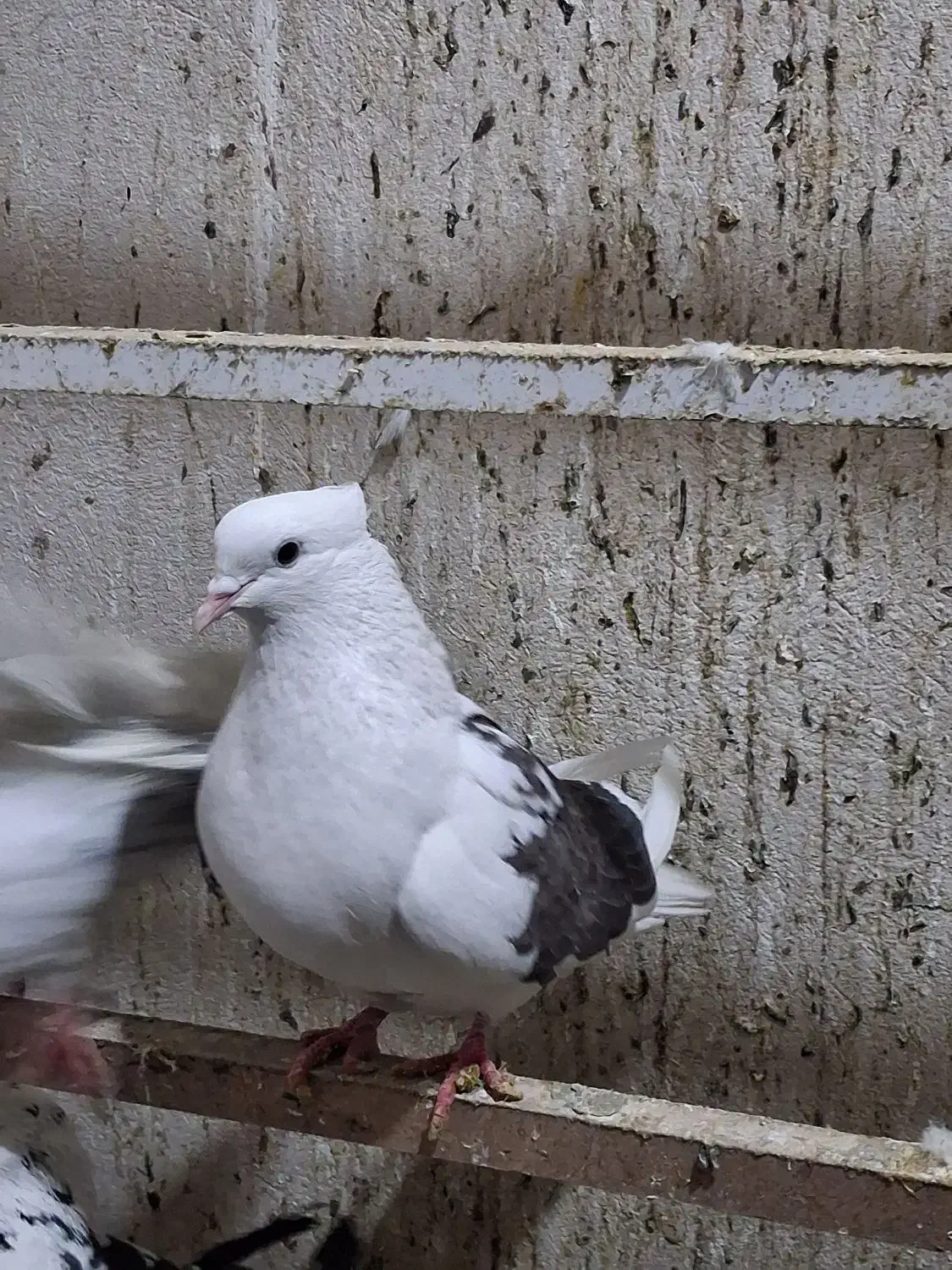 ۲عدد کبوتر|پرنده|قرچک, میرزائی جنوبی|دیوار