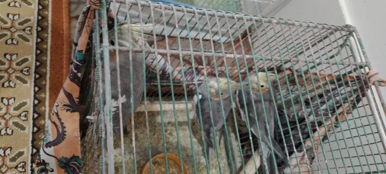 عروس هلندی|پرنده|قم, ولیعصر|دیوار