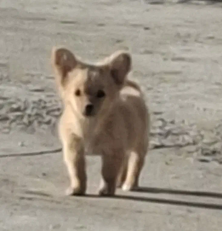 فروش توله سگ‌ اشپیتز|سگ|تهران, پونک|دیوار