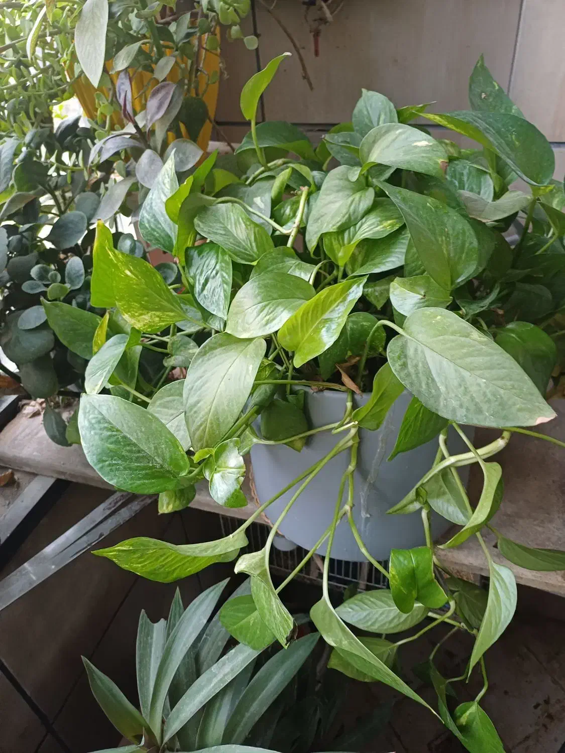 گل پتوس سالم وشاداب|گل و گیاه طبیعی|مشهد, نوید|دیوار