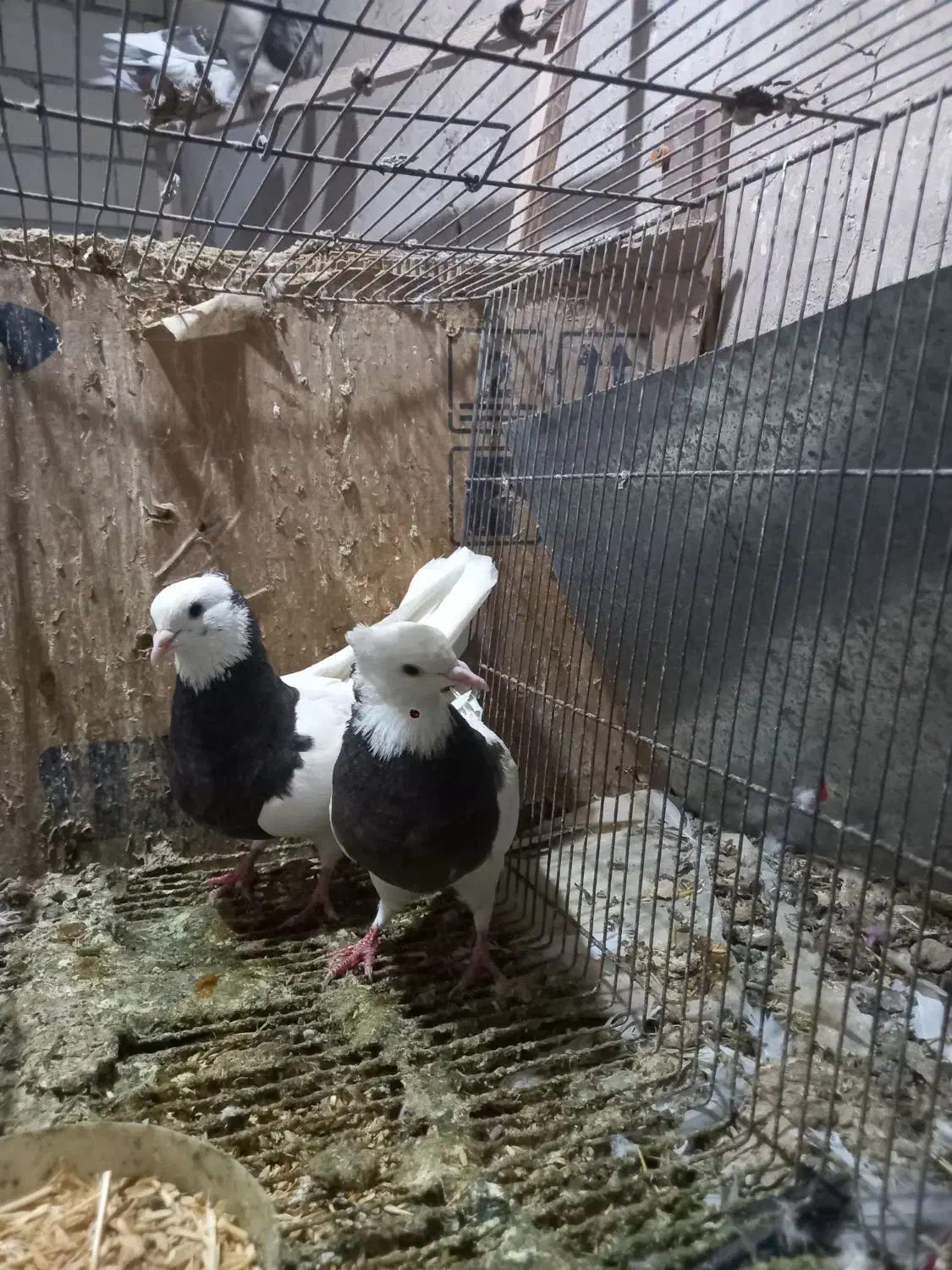 کبوتر طوقی سیاه|پرنده|قم, نیروگاه|دیوار