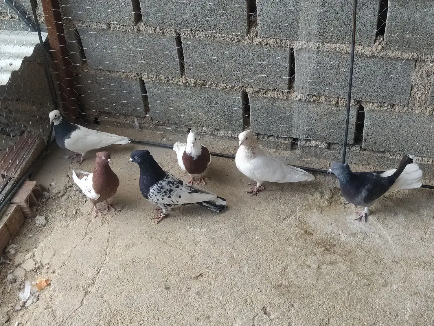 کفتر رنگی|پرنده|بجنورد, |دیوار