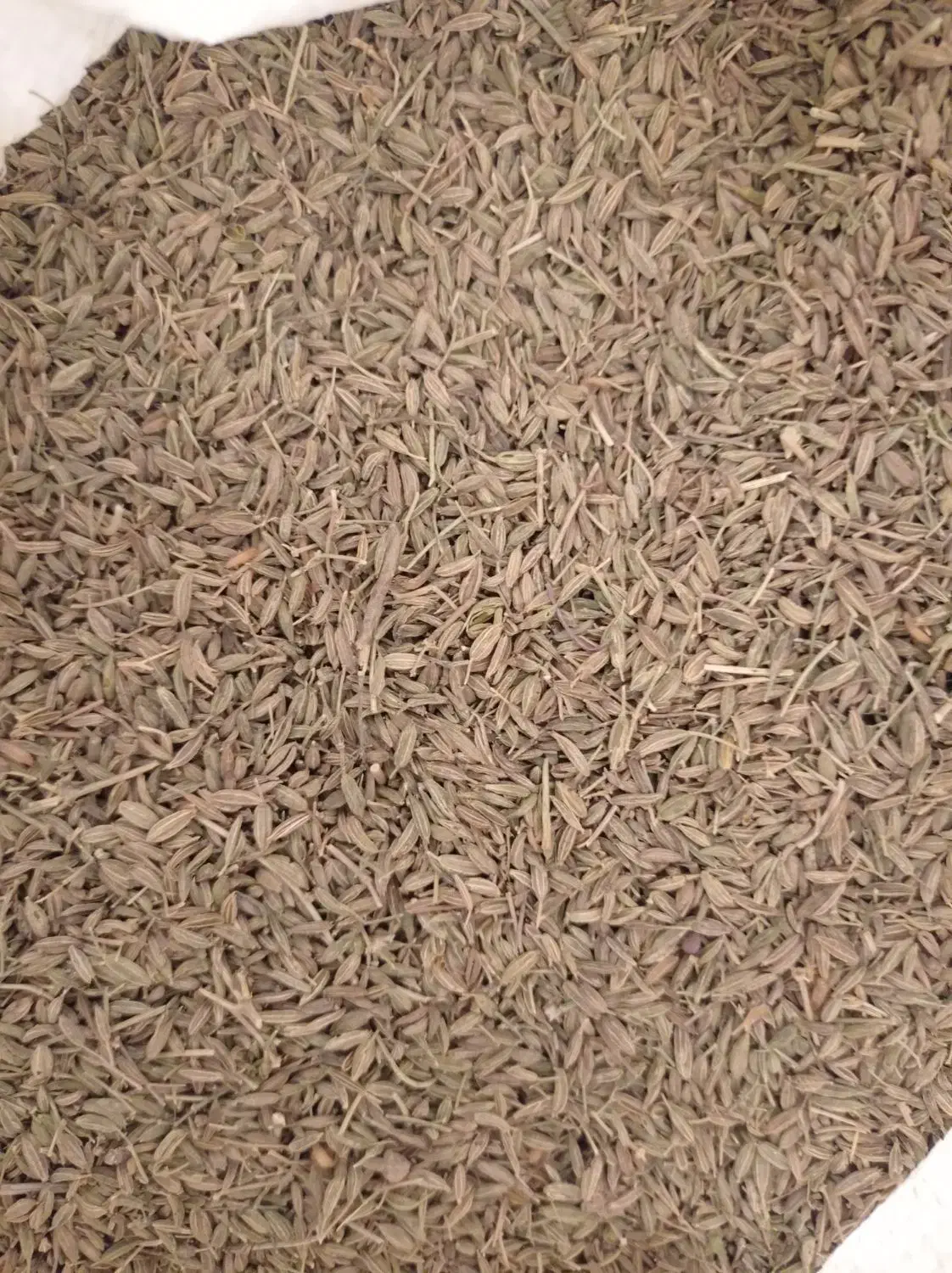 زیره|خوردنی و آشامیدنی|جوین, |دیوار