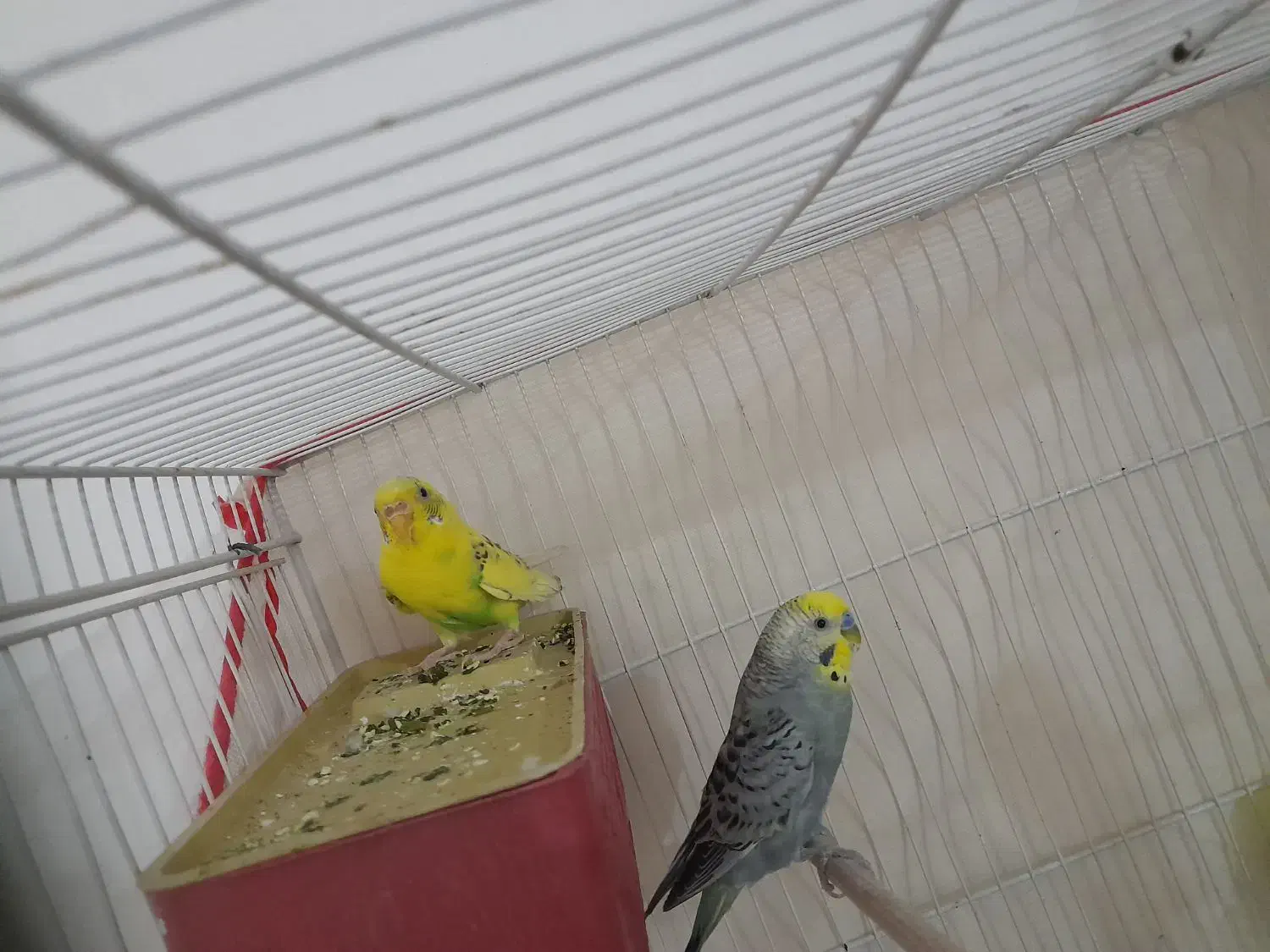 خرگوش یک جفت مرغ عشق خرگوش|موش و خرگوش|مشهد, توس (بلوار توس)|دیوار