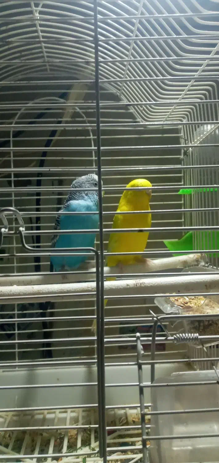 طوطی برزیلی نر و یک جفت مرغ عشق|پرنده|اندیشه, شهرک مریم|دیوار