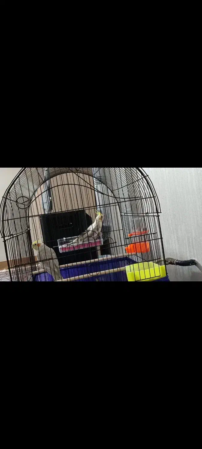 عروس هلندی|پرنده|پیر بکران, |دیوار