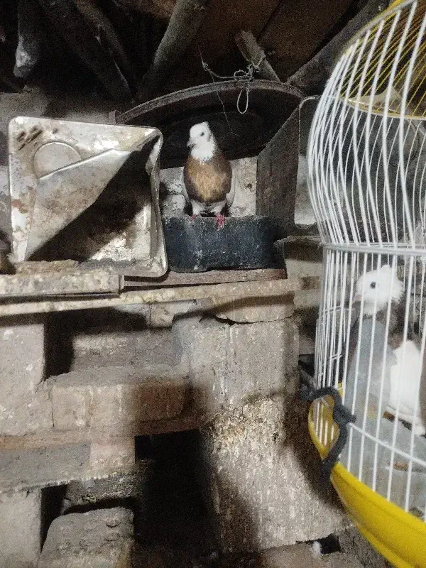 دوعد ماده طوقی سیاه وقهوی|پرنده|اسماعیلی, |دیوار