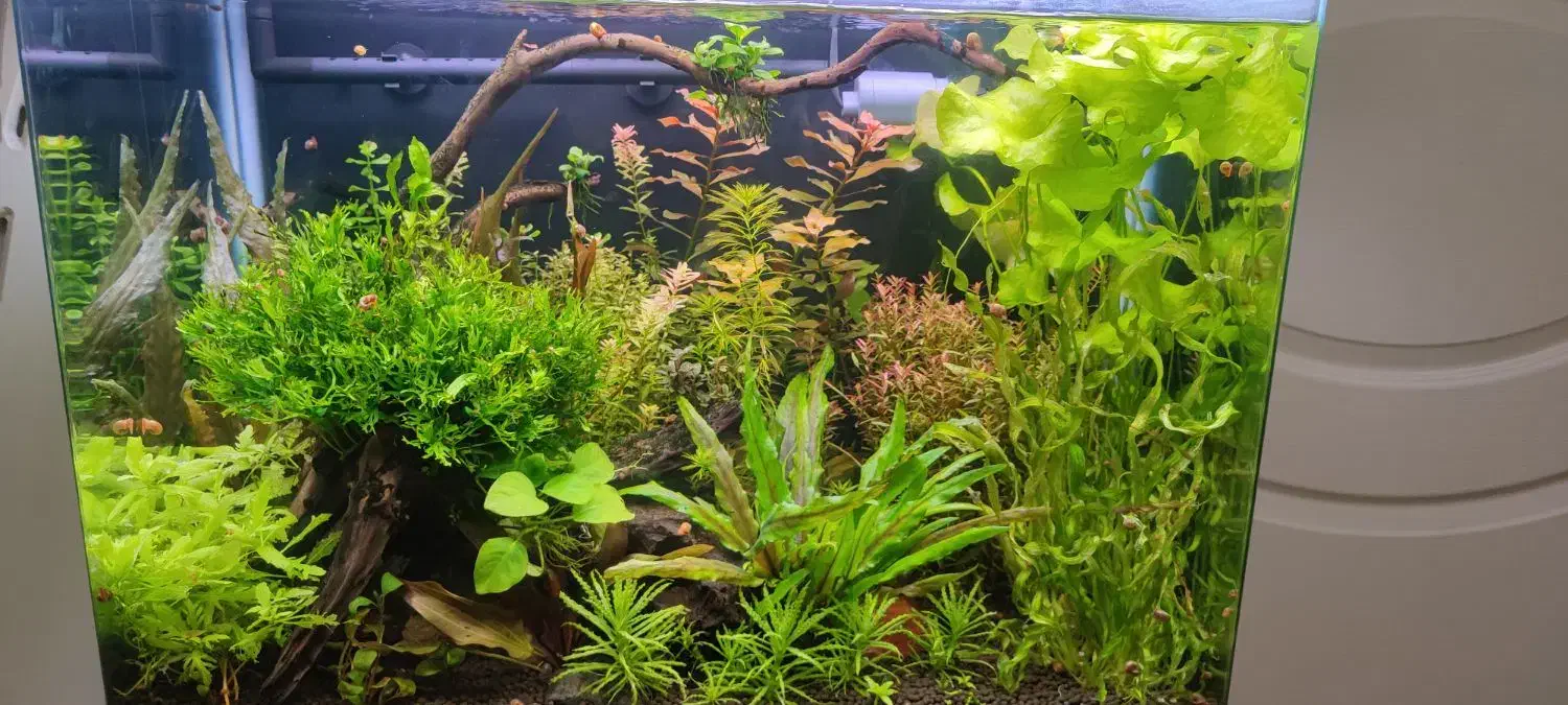 فروش آکواریوم کامل|ماهی|تبریز, |دیوار