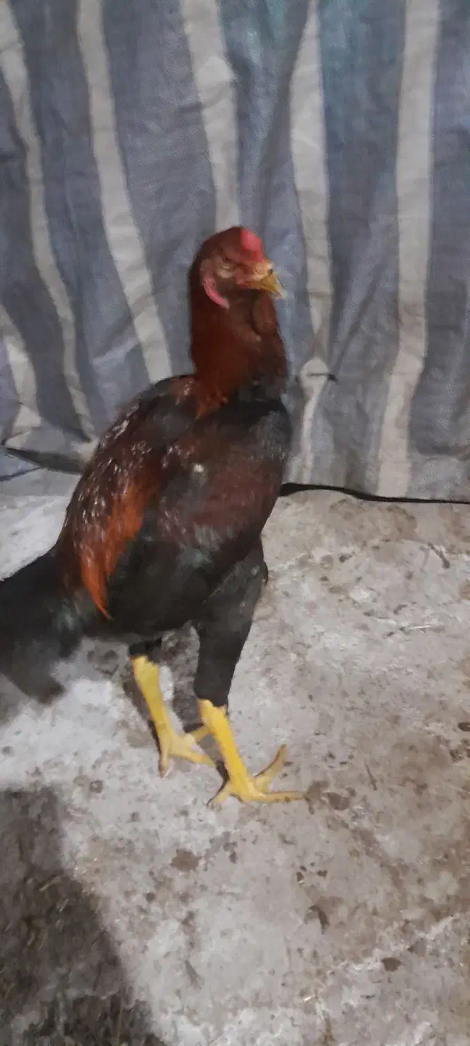 لاری|حیوانات مزرعه|مشگین شهر, |دیوار