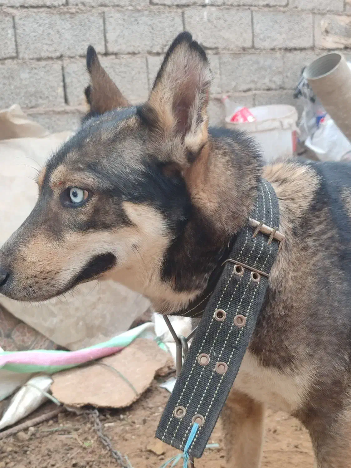 سگ هاسکی خانگی|سگ|حمیدیه, |دیوار