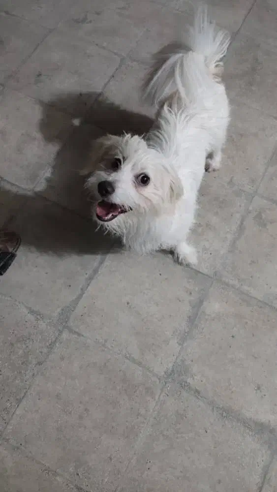 فروش سگ....|سگ|کازرون, |دیوار