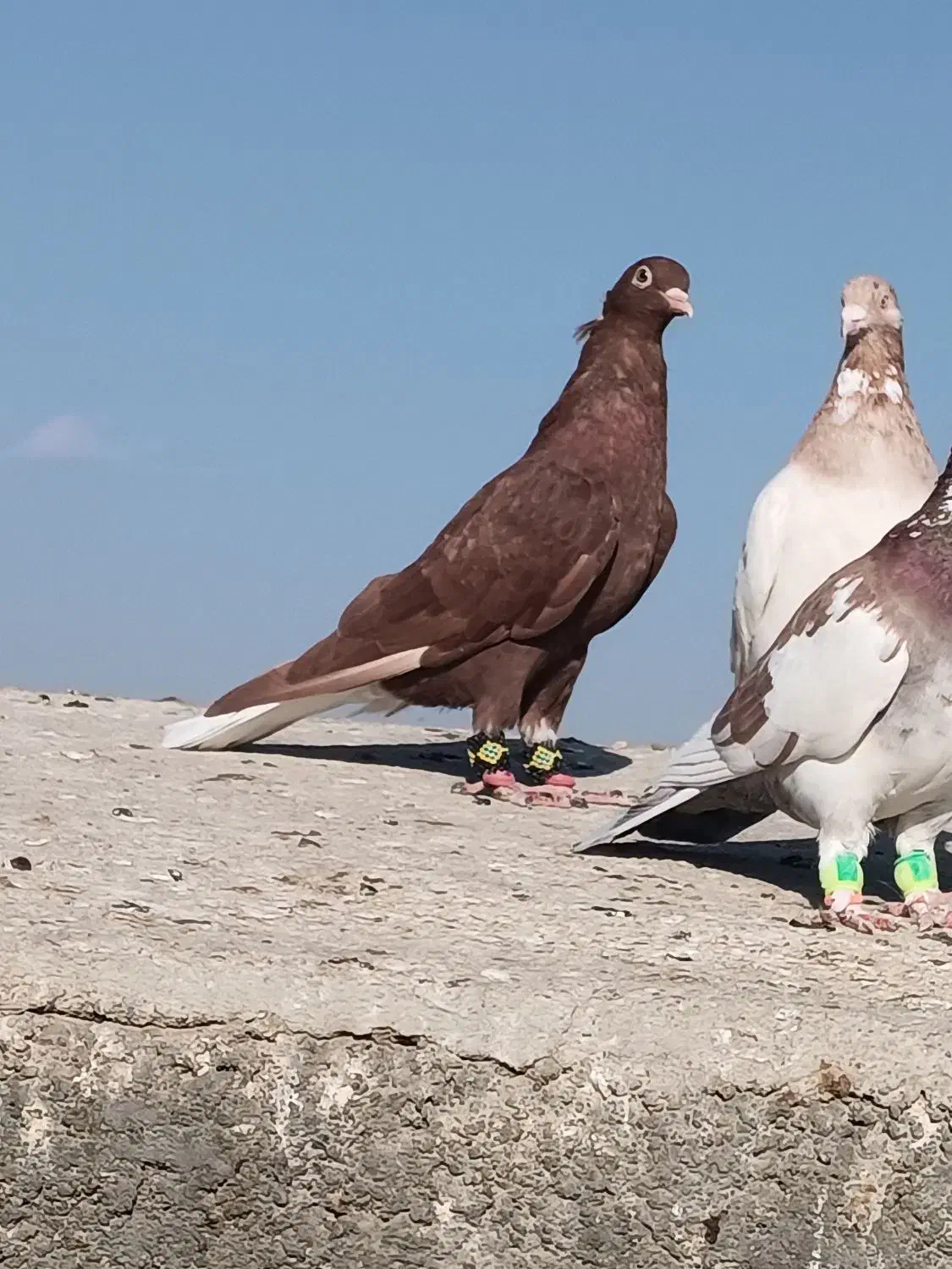 پرنده|پرنده|شهرآباد, |دیوار