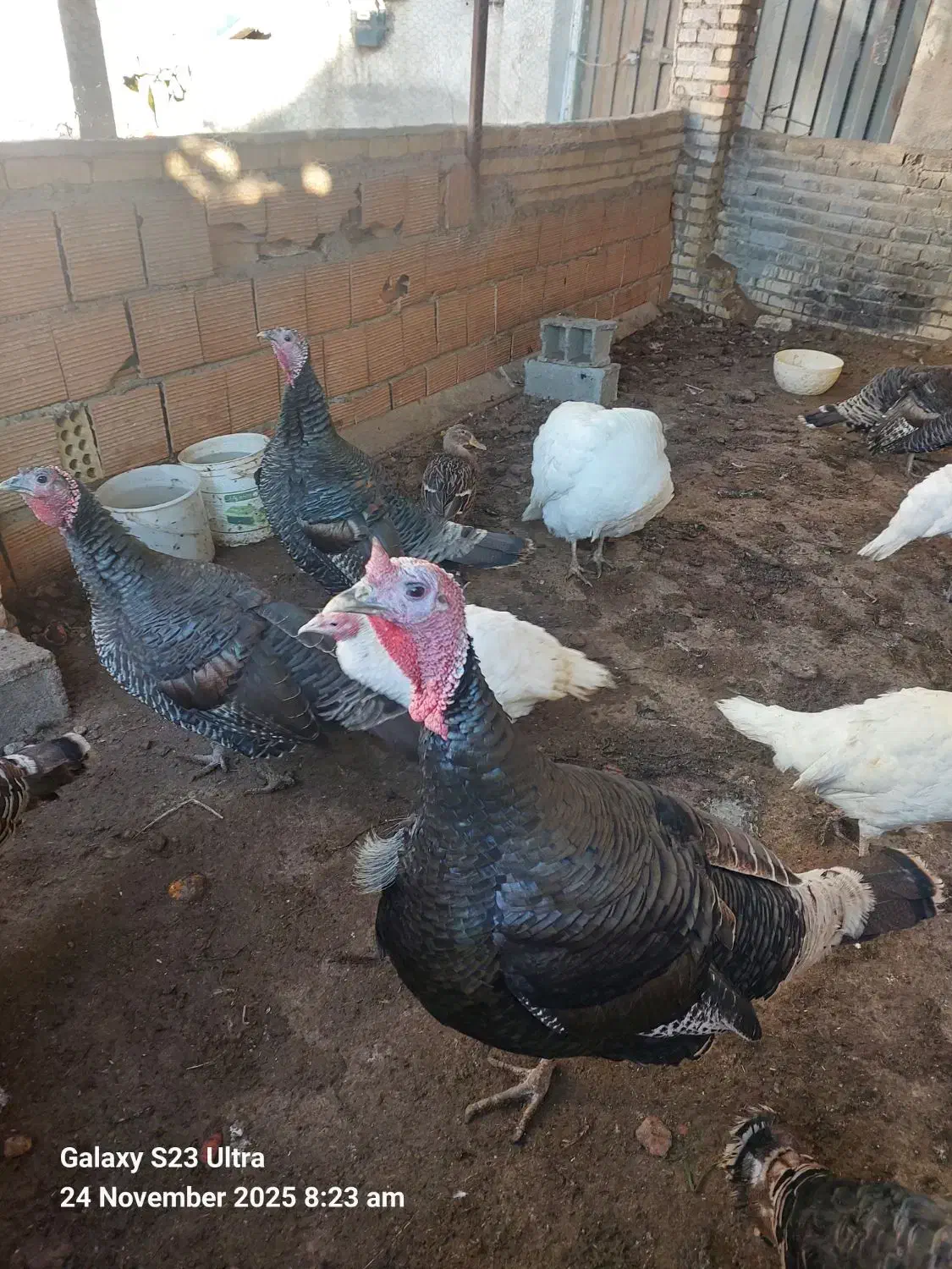 بوقلمون 2.5ساله سنگین وزن با مادههای بالغ تخمگذار|حیوانات مزرعه|سرخنکلاته, |دیوار