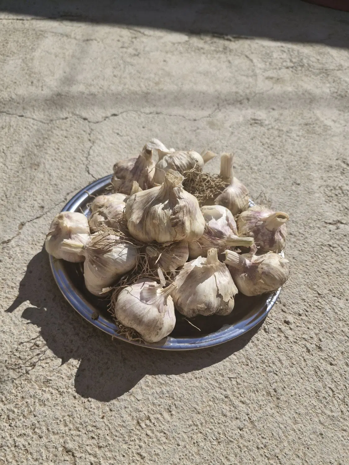سیر|خوردنی و آشامیدنی|زالیان, |دیوار