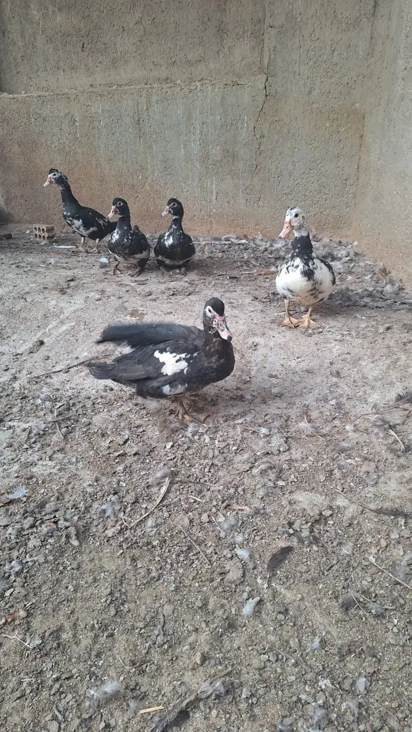 اردک روسی ماده|حیوانات مزرعه|جوادآباد, |دیوار