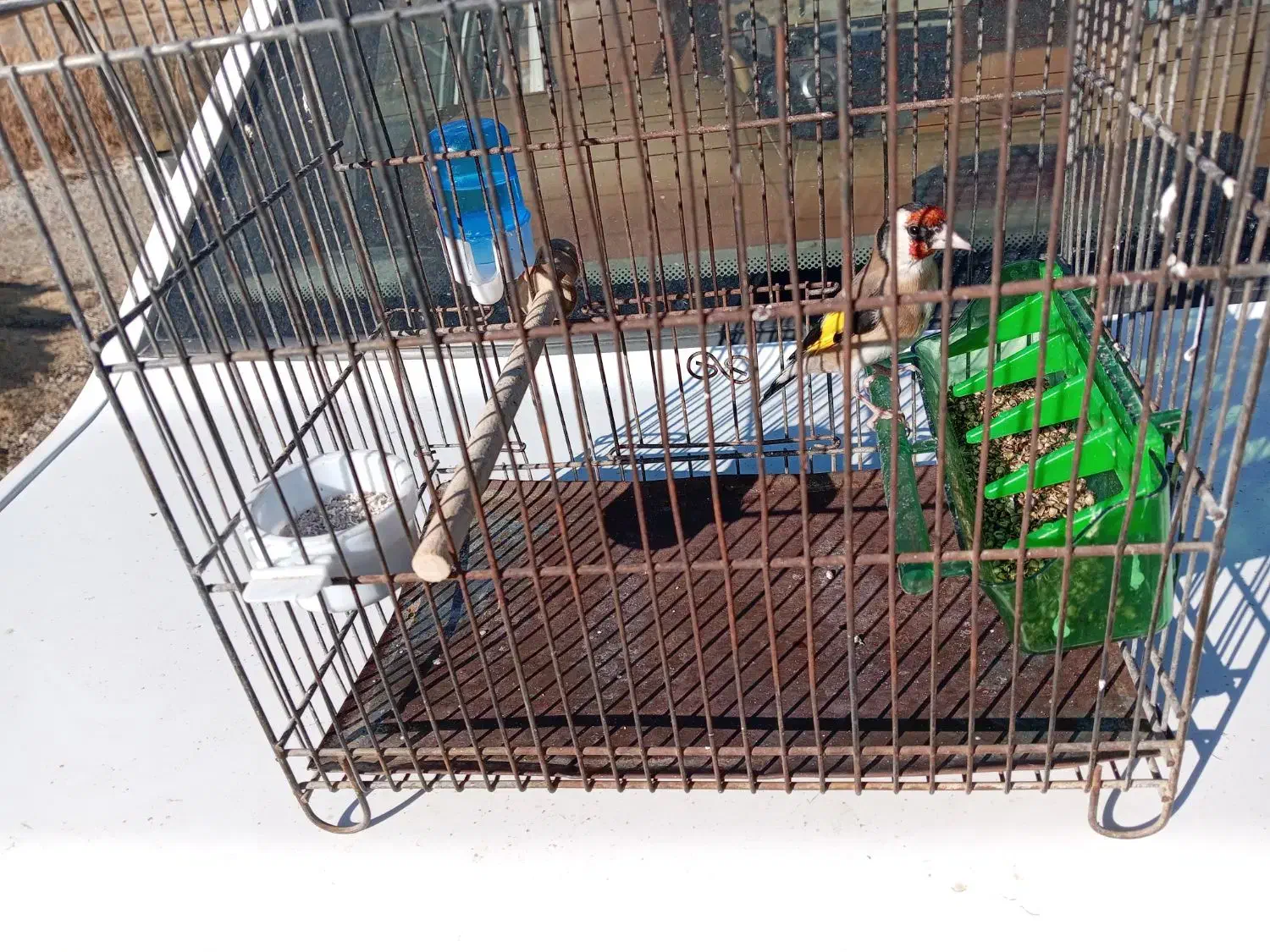 سهره جوجه نر|پرنده|سنقر, |دیوار