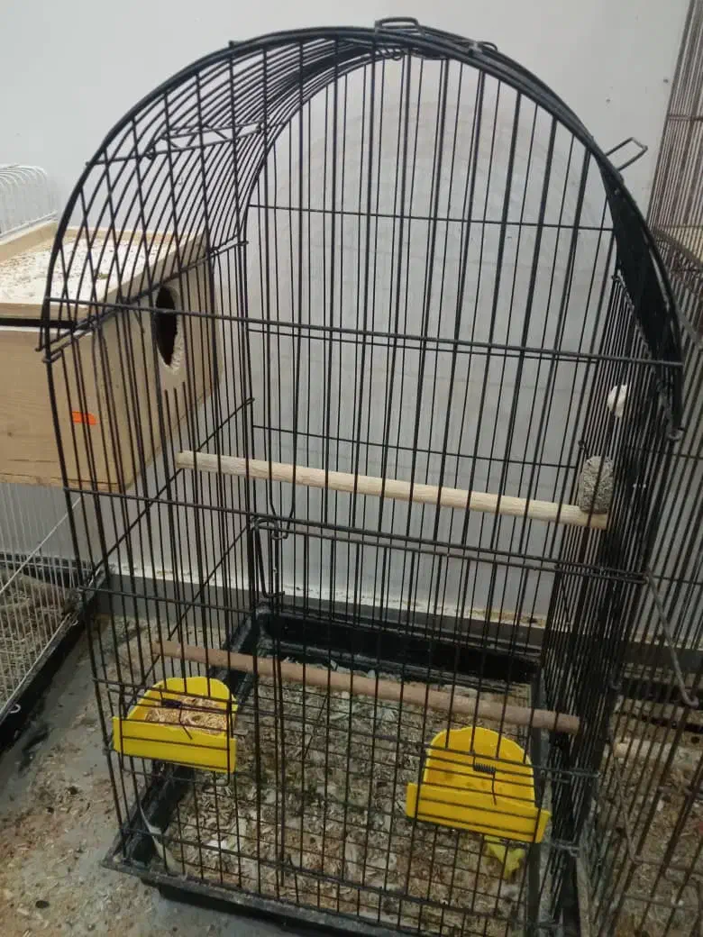 عروس هلندی مولد جفت|پرنده|بندر انزلی, معلم|دیوار