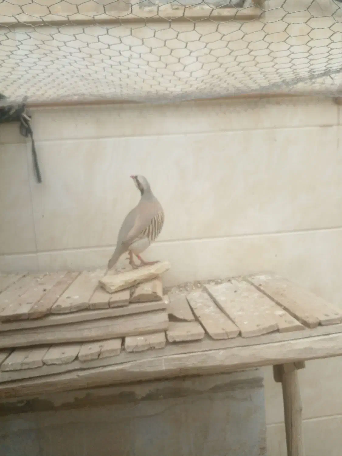 پرنده زینتی|پرنده|دهلران, |دیوار