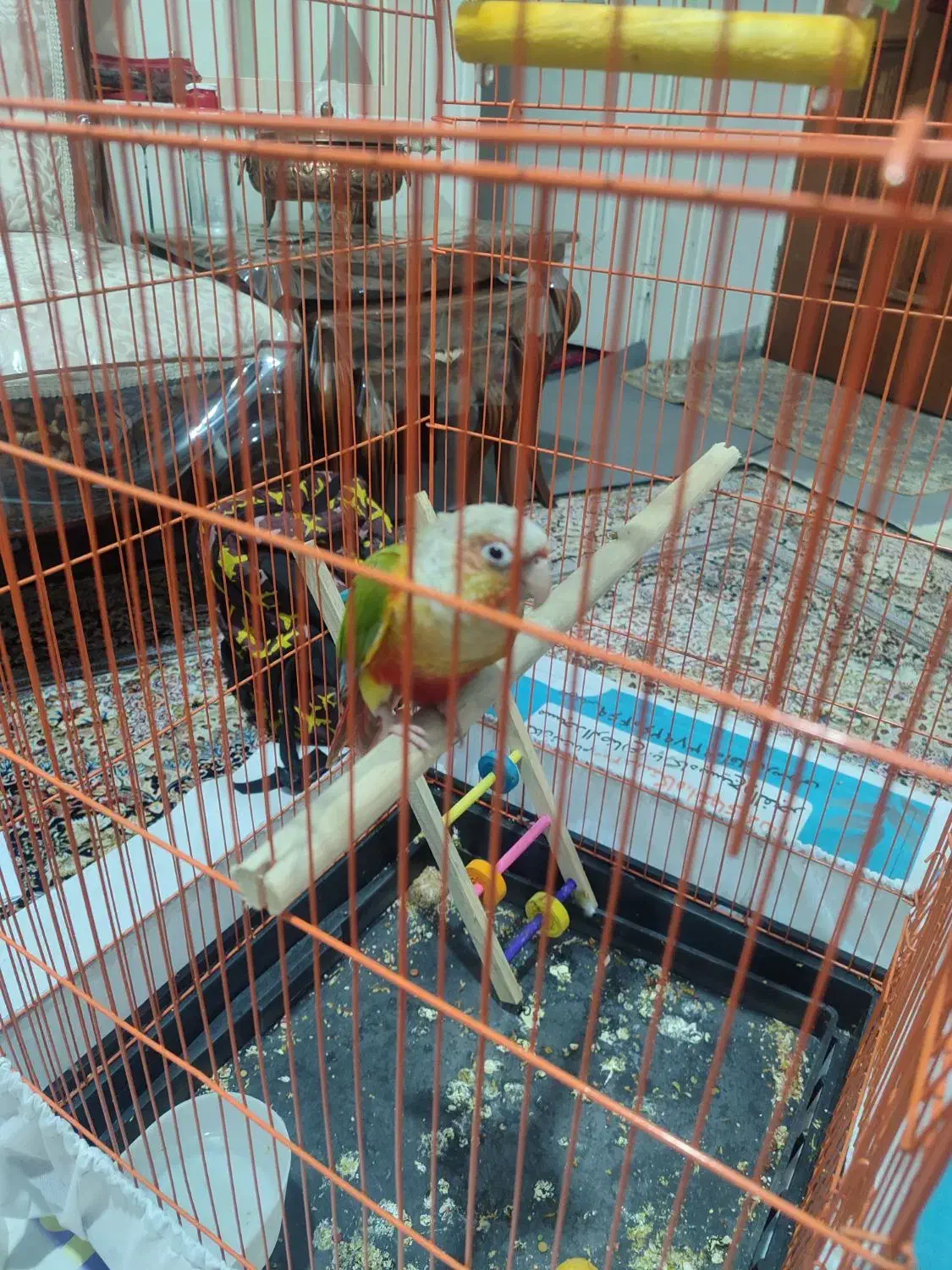 گرینچیک|پرنده|کرج, چهارصد دستگاه|دیوار