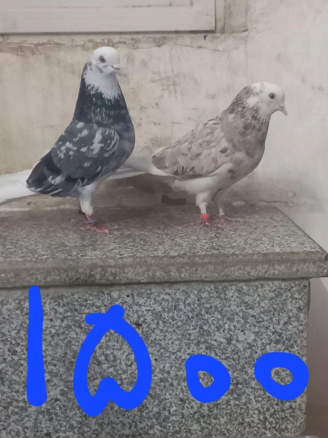 کفتر جفت|پرنده|یزد, |دیوار