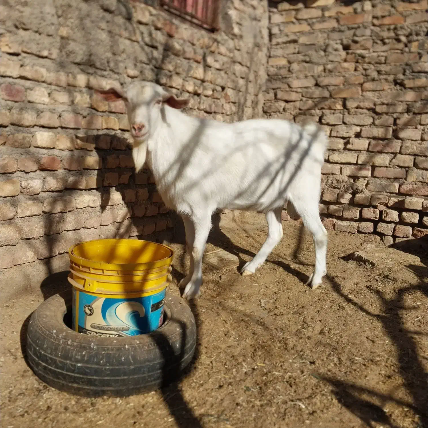 چبش چاق و ۲ بزغاله نر چاق|حیوانات مزرعه|قائن, |دیوار