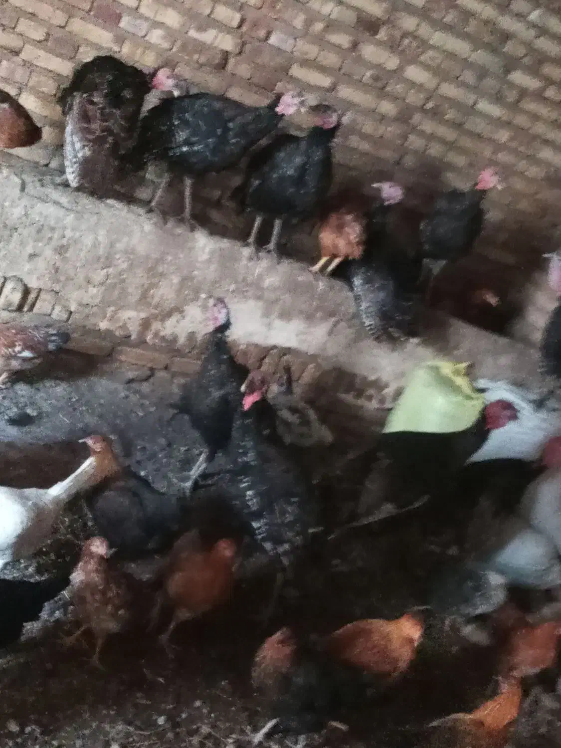 بوغلمون|حیوانات مزرعه|خواجه, |دیوار