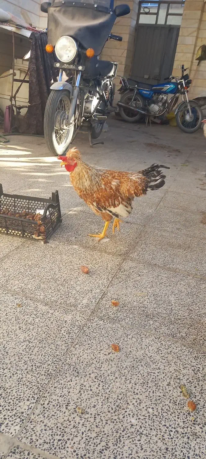 با سلام خدمت دوستان عزیز دو عدد خروس زینتی فروشی|حیوانات مزرعه|اردکان, |دیوار