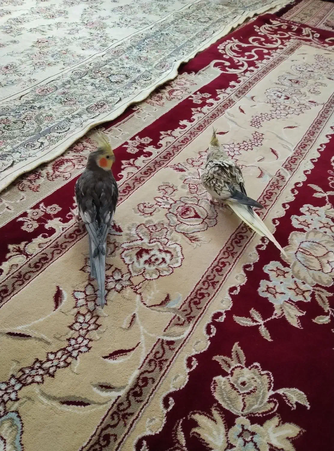 عروس هلندی|پرنده|سقز, |دیوار