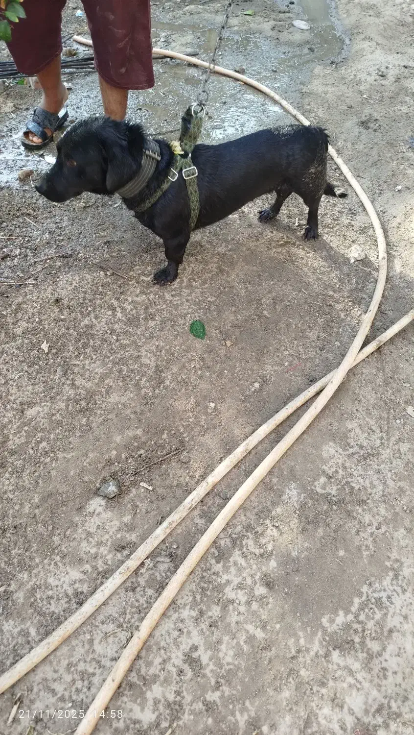 سگ پا کوتاه|سگ|جیرفت, |دیوار