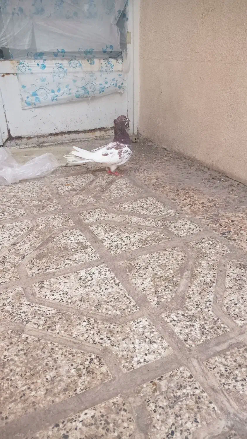 کفتر|پرنده|مشهد, کارمندان دوم|دیوار