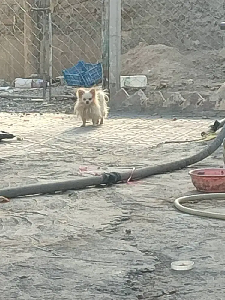 سگ.|سگ|کنگاور, |دیوار