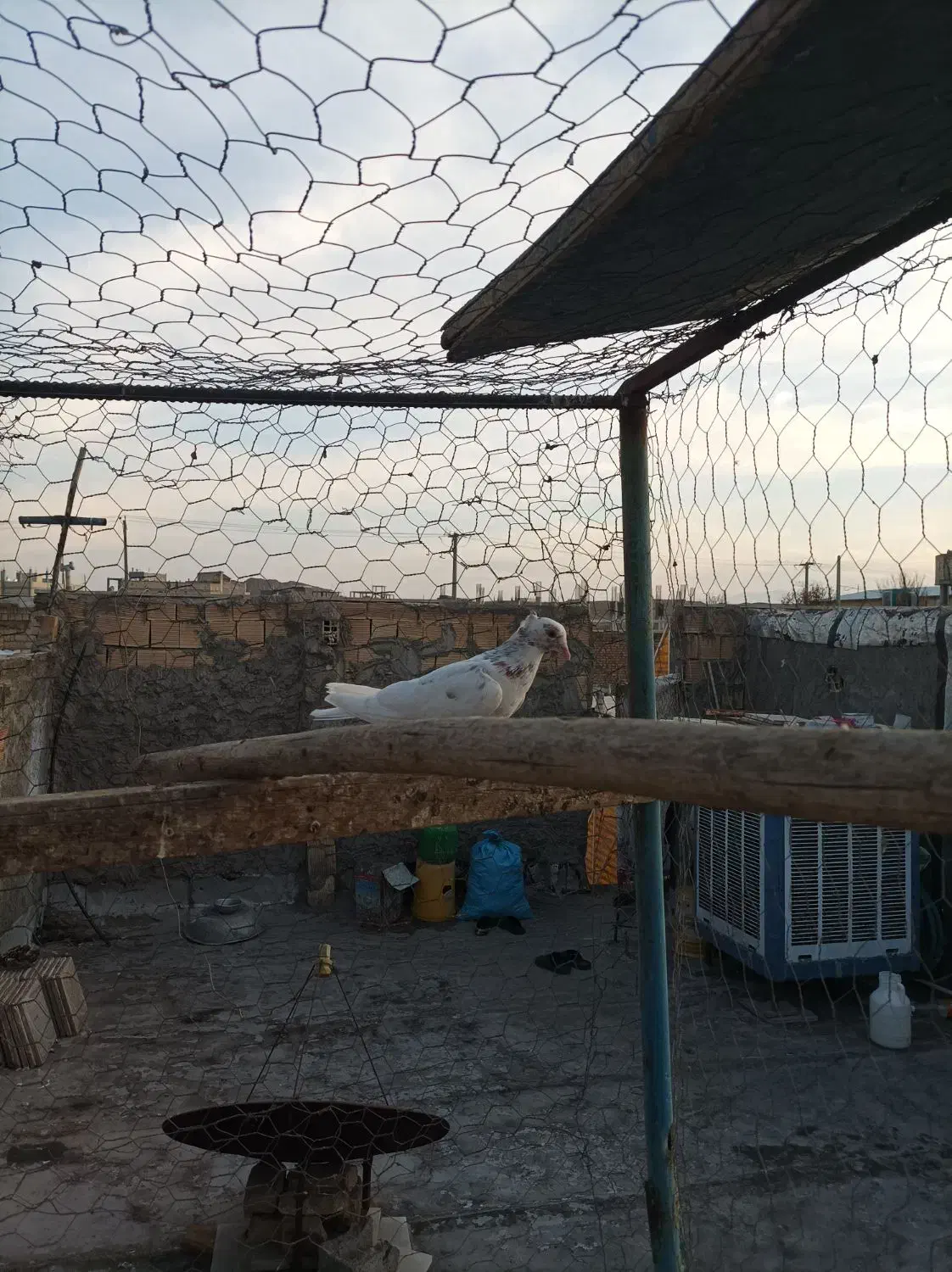 سرور رنگی خوشرنگ|پرنده|لنجان, |دیوار