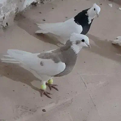 کفتر|پرنده|رضویه, |دیوار