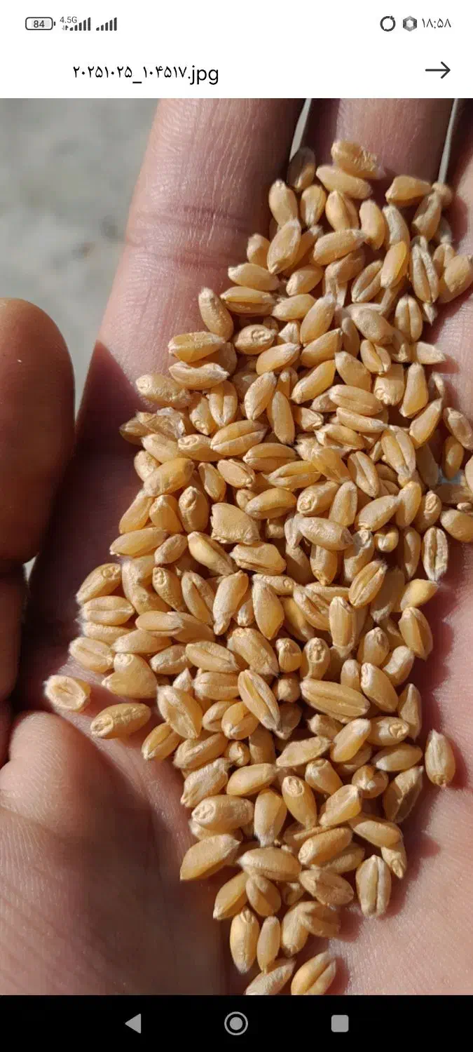 بذر گندم پیشگام چاق در جه یک دیم باران|عمده‌فروشی|خنداب, |دیوار