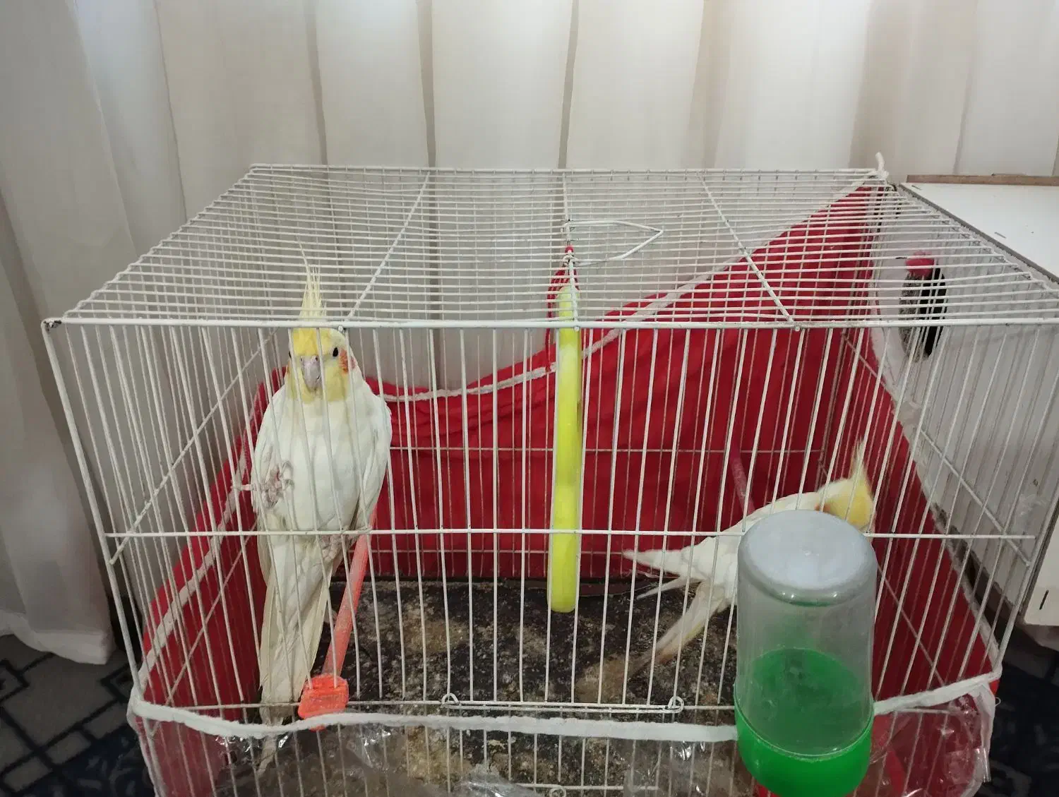 یک جفت عروس هلندی|پرنده|مشهد, شهید قربانی|دیوار