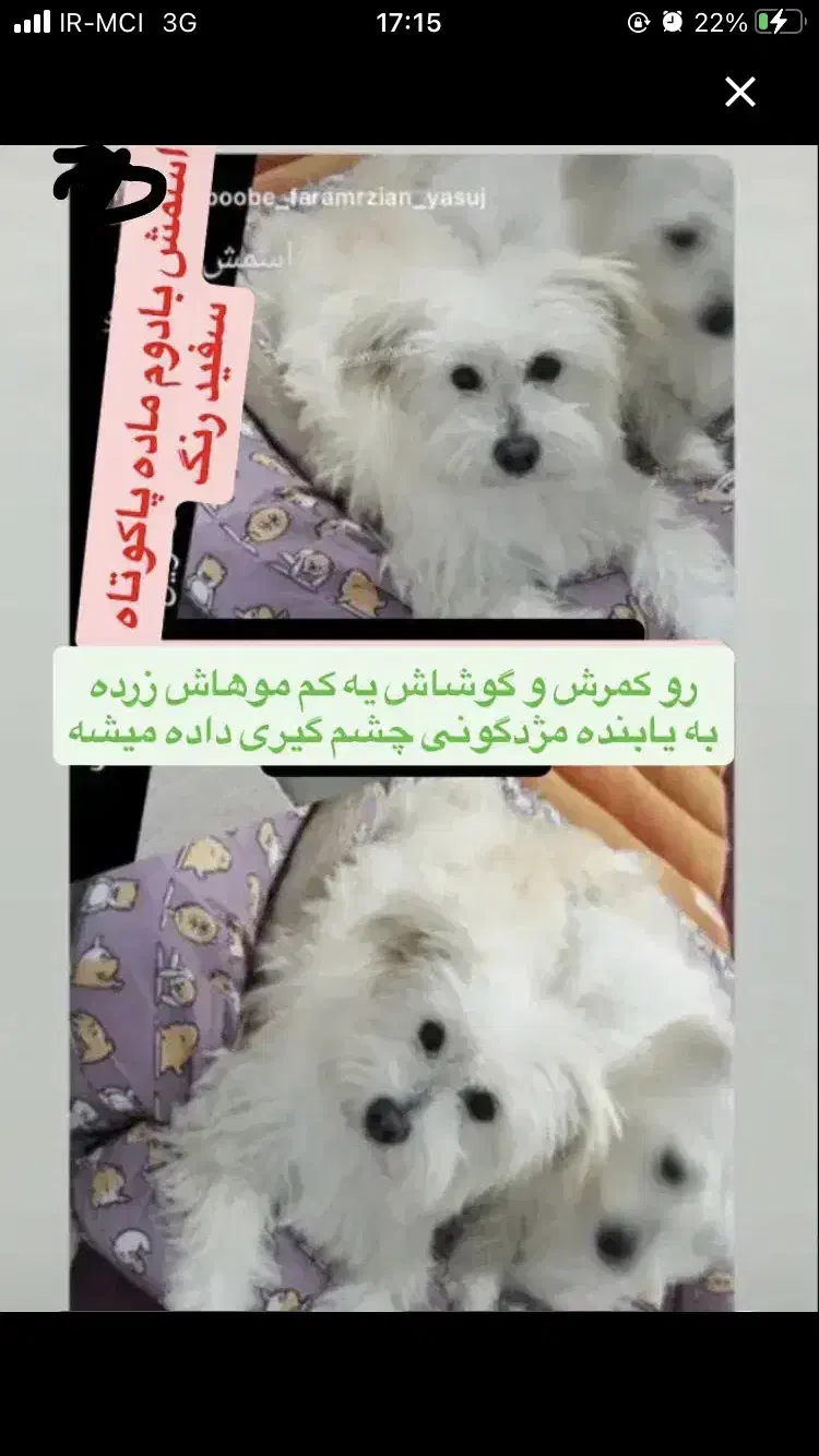 گمشده مژدگانی ده میلیون|سگ|یاسوج, |دیوار